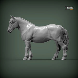 Percheron Horse