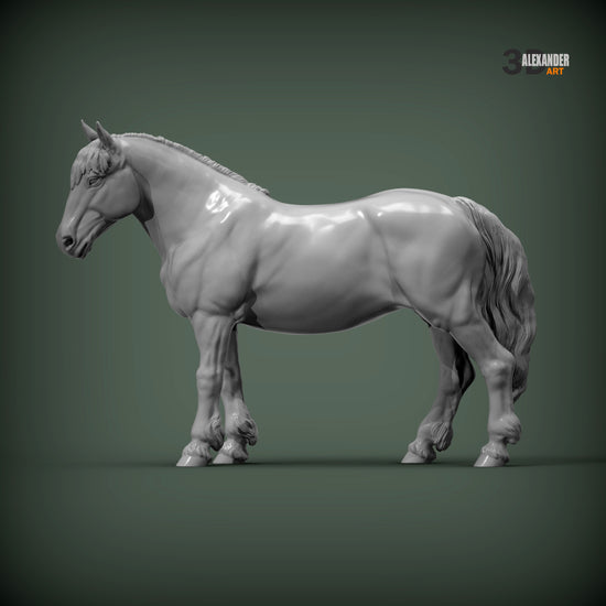 Percheron Horse