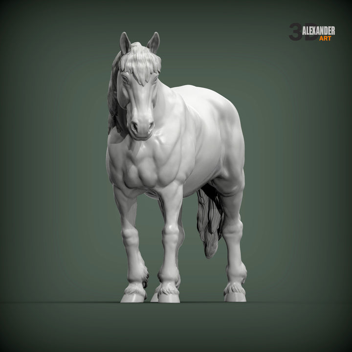 Percheron Horse