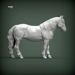 Percheron Horse