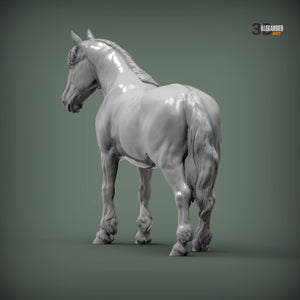 Percheron Horse