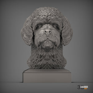 Portuguese Water Dog Bust