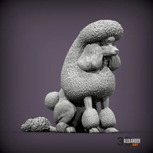 Standard Poodle Show Cut