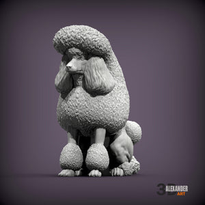 Standard Poodle Show Cut