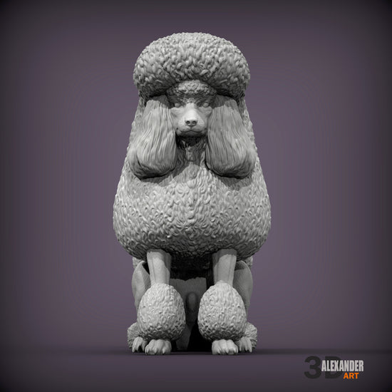 Standard Poodle Show Cut