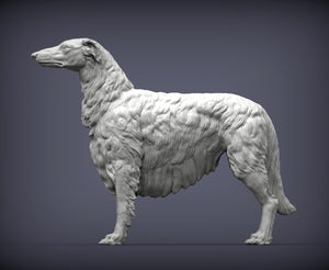 Russian Borzoi (Standing)