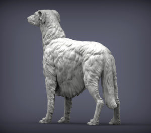 Russian Borzoi (Standing)