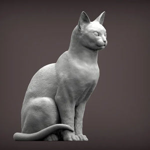 Abyssinian Cat