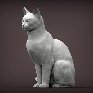 Abyssinian Cat