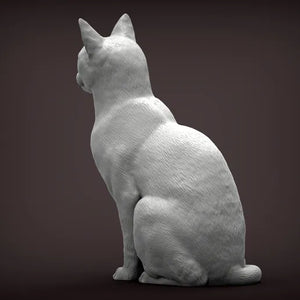 Abyssinian Cat