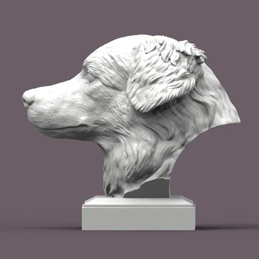 Australian Shepherd Bust