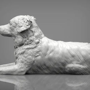 Australian shepherd