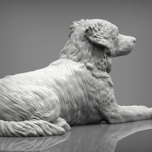 Australian shepherd