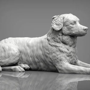 Australian shepherd