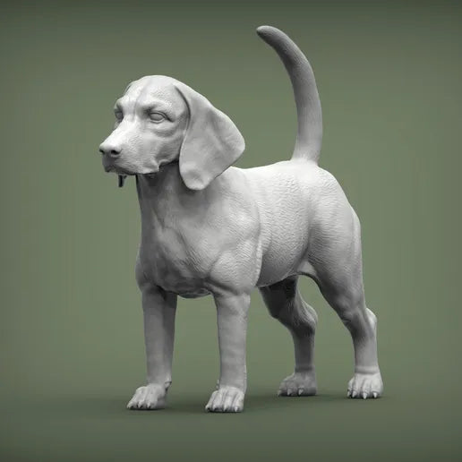 Beagle