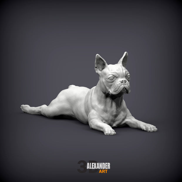 Boston Terrier