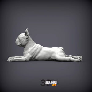 Boston Terrier
