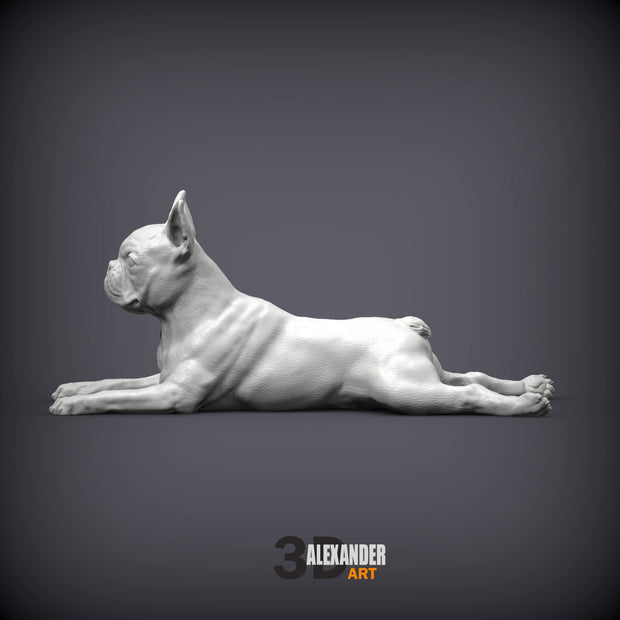 Boston Terrier