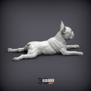 Boston Terrier