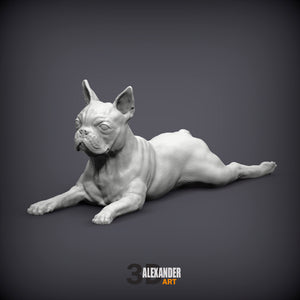 Boston Terrier