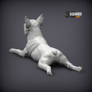 Boston Terrier