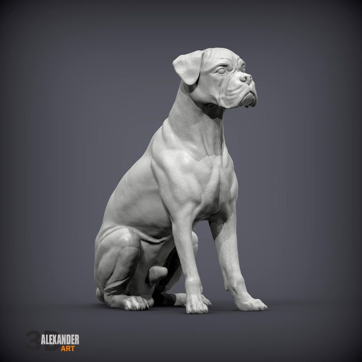 Boxer
