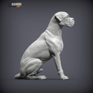 Boxer