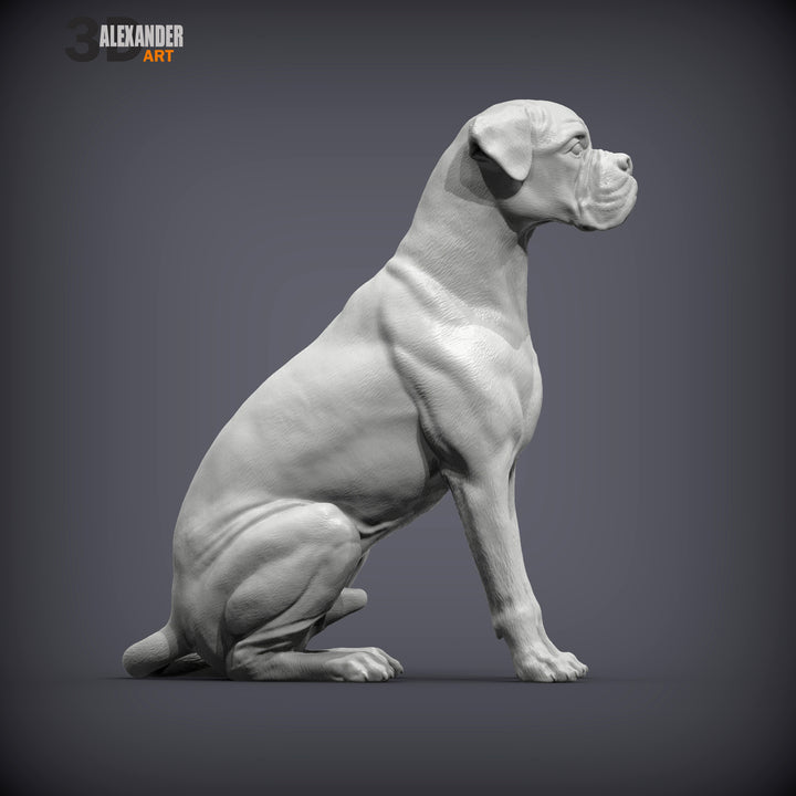 Boxer