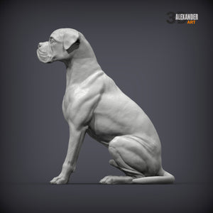 Boxer