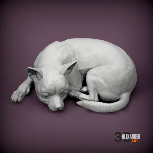 chihuahua