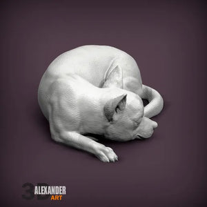 chihuahua