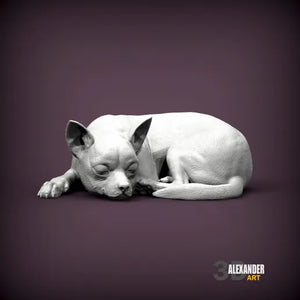 chihuahua
