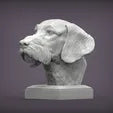 German Wirehaired Pointer Bust