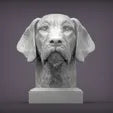 German Wirehaired Pointer Bust