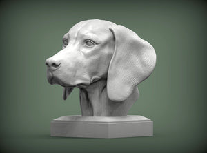 Vizsla Bust
