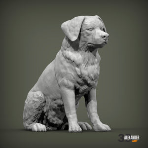 Miniature Australian Shepherd