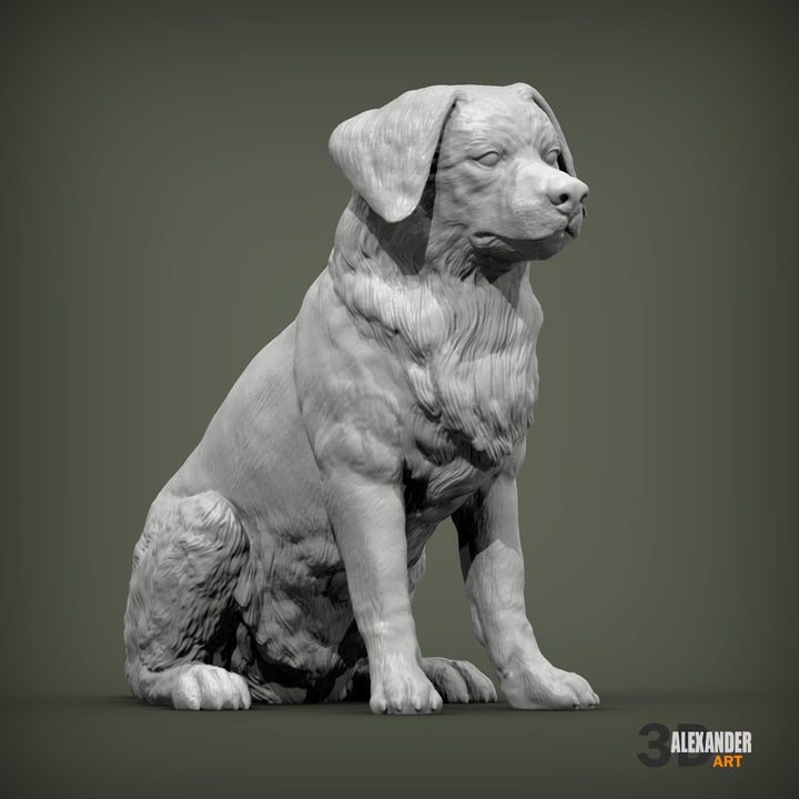 Miniature Australian Shepherd