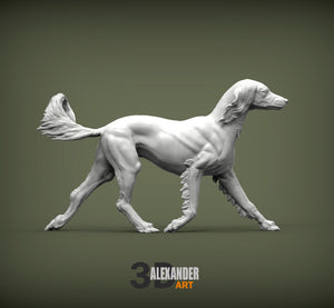 Saluki Running