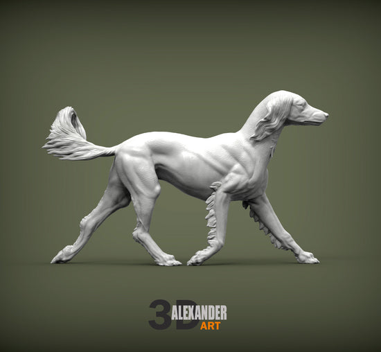 Saluki Running