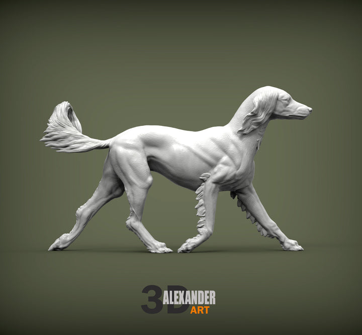 Saluki Running
