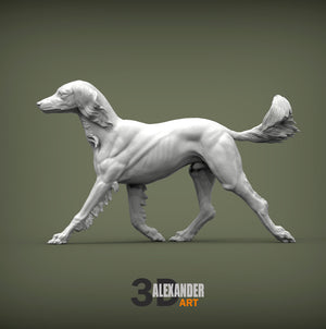Saluki Running