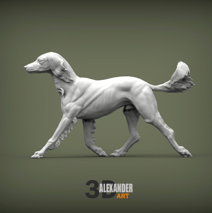 Saluki Running