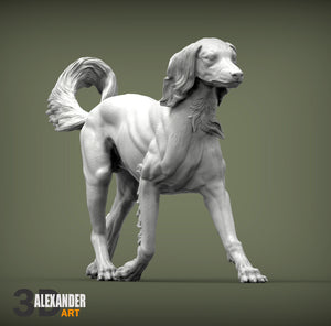 Saluki Running