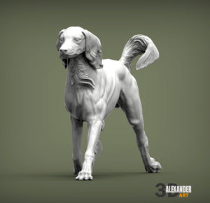 Saluki Running