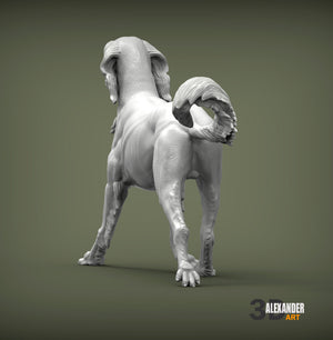 Saluki Running