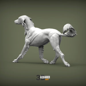 Saluki Running