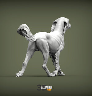 Saluki Running