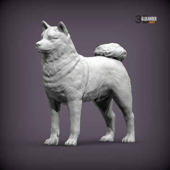 Shiba Inu Standing