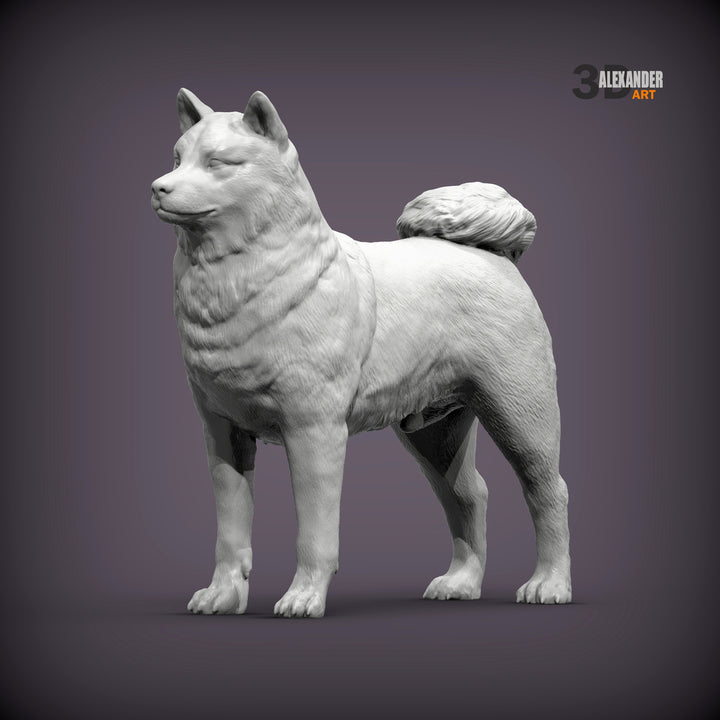 Shiba Inu Standing