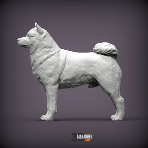 Shiba Inu Standing